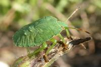 Palomena prasina