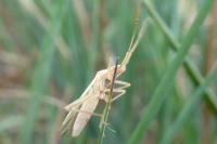Stenodema laevigata