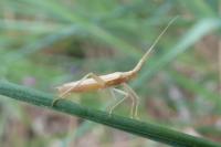 Stenodema laevigata