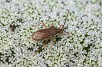 Gonocerus acuteangulatus