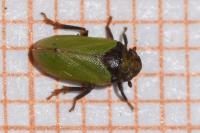 Tettigometra laeta