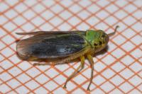 Cicadella viridis