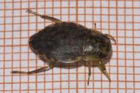 Naucoris maculatus