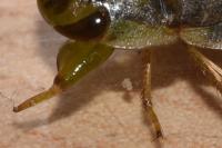 Naucoris maculatus