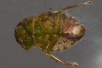 Naucoris maculatus