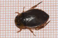 Ilyocoris cimicoides
