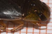 Ilyocoris cimicoides