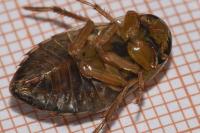 Ilyocoris cimicoides