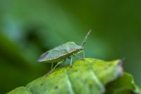 Palomena prasina