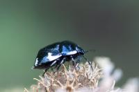 Tritomegas sexmaculatus