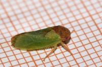 Iassus lanio