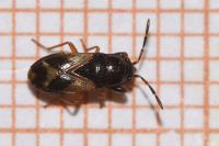 Megalonotus praetextatus