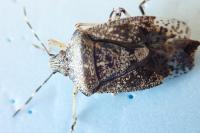 Rhaphigaster nebulosa