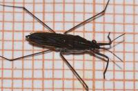 Gerris odontogaster