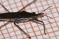 Gerris odontogaster
