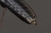 Gerris odontogaster