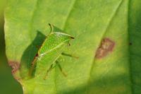Stictocephala alta