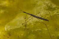 Hydrometra stagnorum