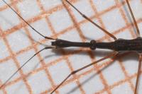 Hydrometra stagnorum