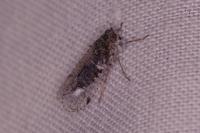 Cixius