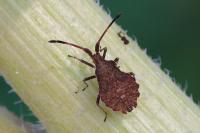 Enoplops scapha