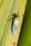 Cicadella viridis