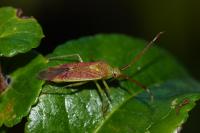 Pantilius tunicatus