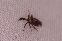 Asiraca clavicornis