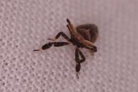 Asiraca clavicornis