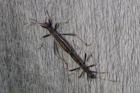 Micrelytra fossularum