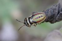Heterogaster cathariae