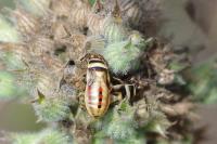 Heterogaster cathariae