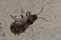 Heterogaster cathariae