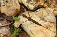 Ranatra linearis