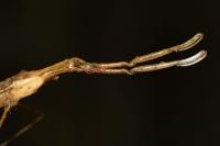Ranatra linearis