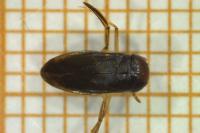 Hesperocorixa moesta