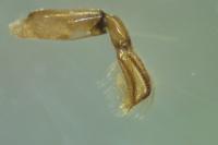 Hesperocorixa moesta