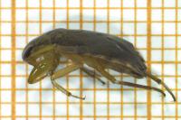 Naucoris maculatus