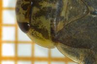 Naucoris maculatus
