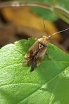 Lygus pratensis