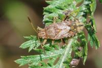 Stictopleurus abutilon