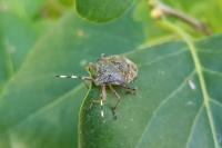 Rhaphigaster nebulosa