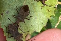 Coreus marginatus