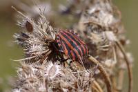 Graphosoma italicum