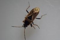 Xanthochilus quadratus