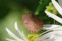 Eurygaster maura