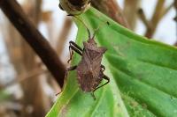 Coreus marginatus