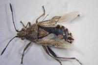 Stictopleurus punctatonervosus