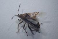 Stictopleurus punctatonervosus