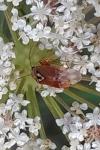 Lygus pratensis